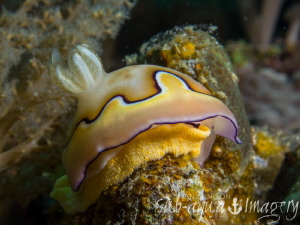 Laying the future in Siquijor.  A nudibranch with eggs co... by Jan Morton 